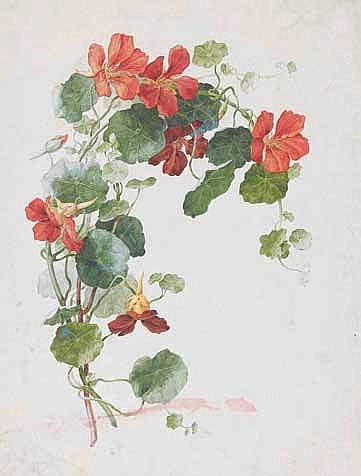 Михаил Васильев. Ветка цветущей настурции. 1860–1870
