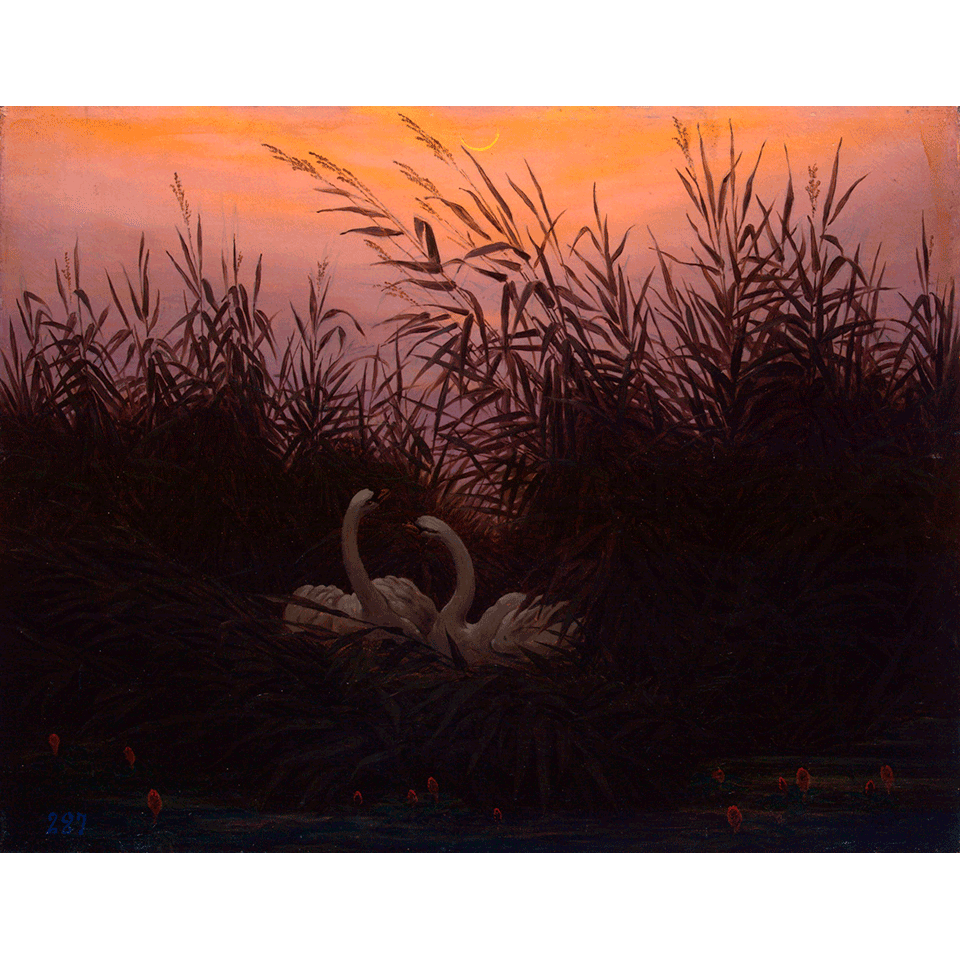 Каспар Давид Фридрих. «Лебеди в камышах». Фото: Государственный Эрмитаж