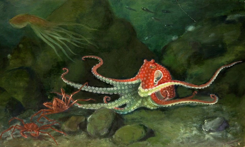 Николай Кондаков. «Северный осьминог. Octopus  biardi». 1930. Фото: Государственный Дарвиновский музей