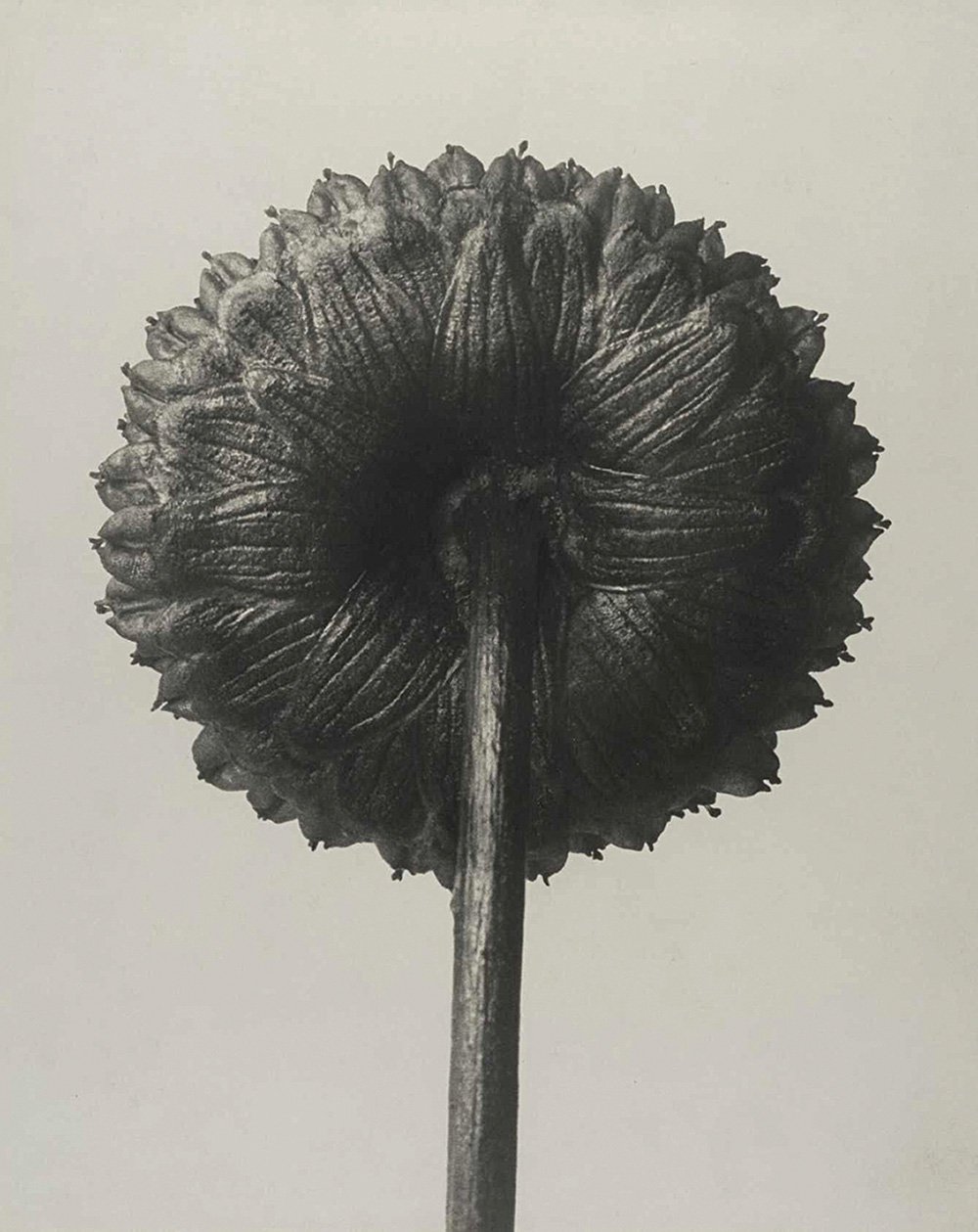 Карл Блоссфельдт. «Знакомство». Около 1915–1925. Фото: Modern Art Collection in the Pinakothek der Moderne Munich