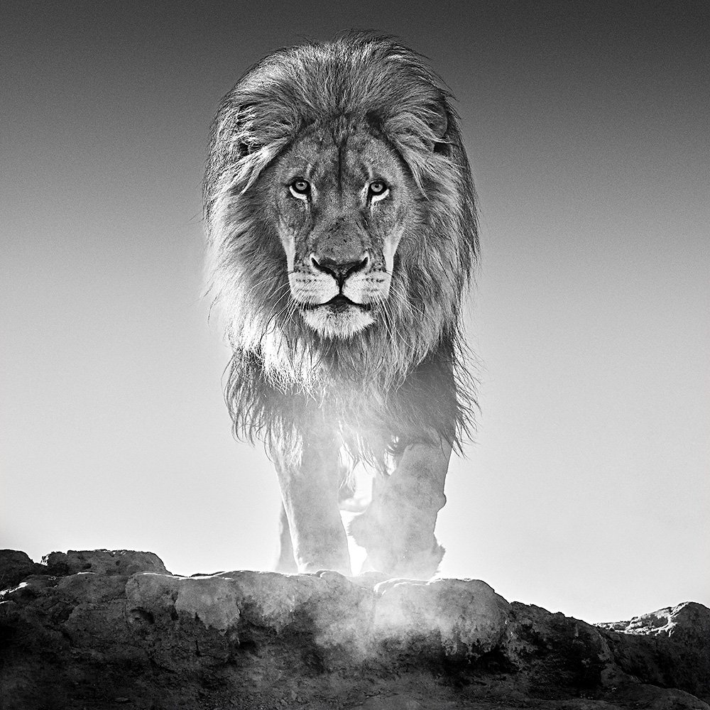 Дэвид Ярроу. Из серии Predators, Wildlife. Фото: David Yarrow