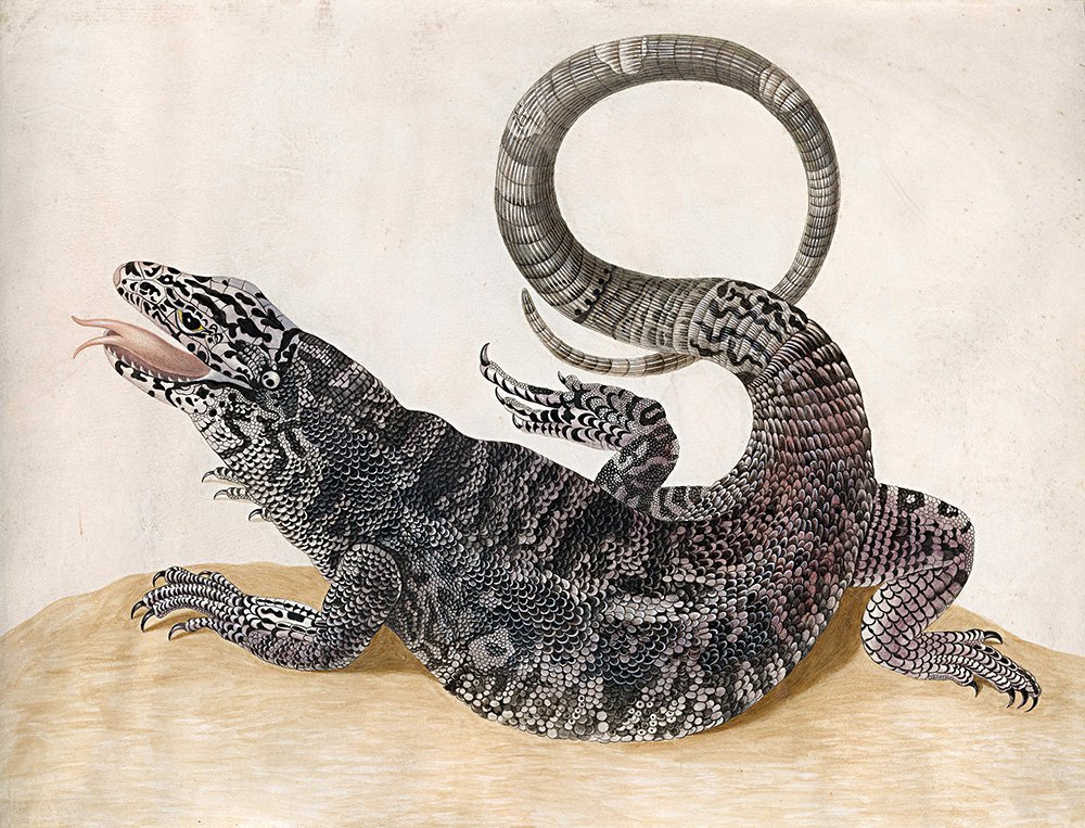 Мария Сибилла Мериан. «Черная ящерица Тегу (Tupinambis teguixin)». Фото: TRIVIUM ART HISTORY