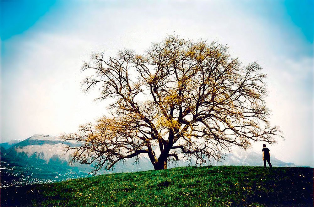 Кадр из фильма «Мое дерево» Раймона Депардона и Клодин Нугаре. Фото: © Fondation Cartier