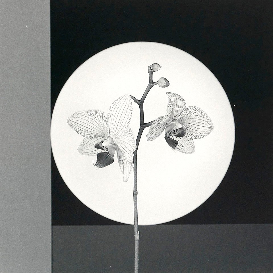 Роберт Мэпплторп. «Орхидея». 1988. Фото: Фонд Ruarts