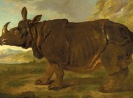 Рейксмузеум воспел носорожиху Клару, вдохновлявшую многих художников