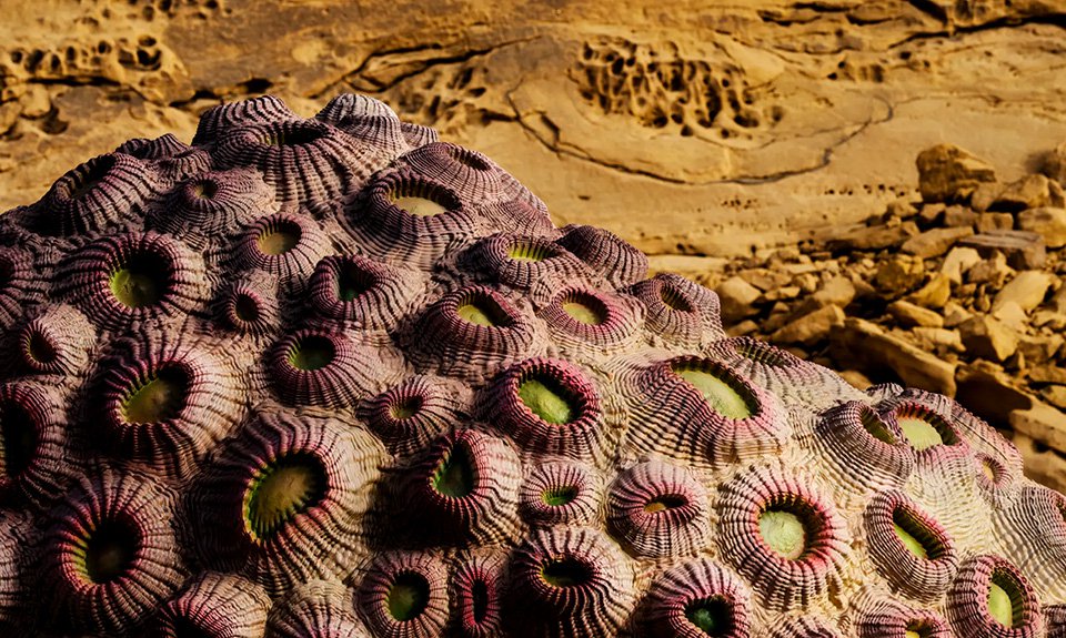 Подобная массивному кораллу, скульптура Шезада Давуда напоминает нам о связи пустынной поверхности и Красного моря. Заключая древний подводный артефакт в каменных ущельях, художник акцентирует наше внимание на переменчивости климата и продолжительной борьбе человечества с не всегда приветливой природой. Фото: Desert Х