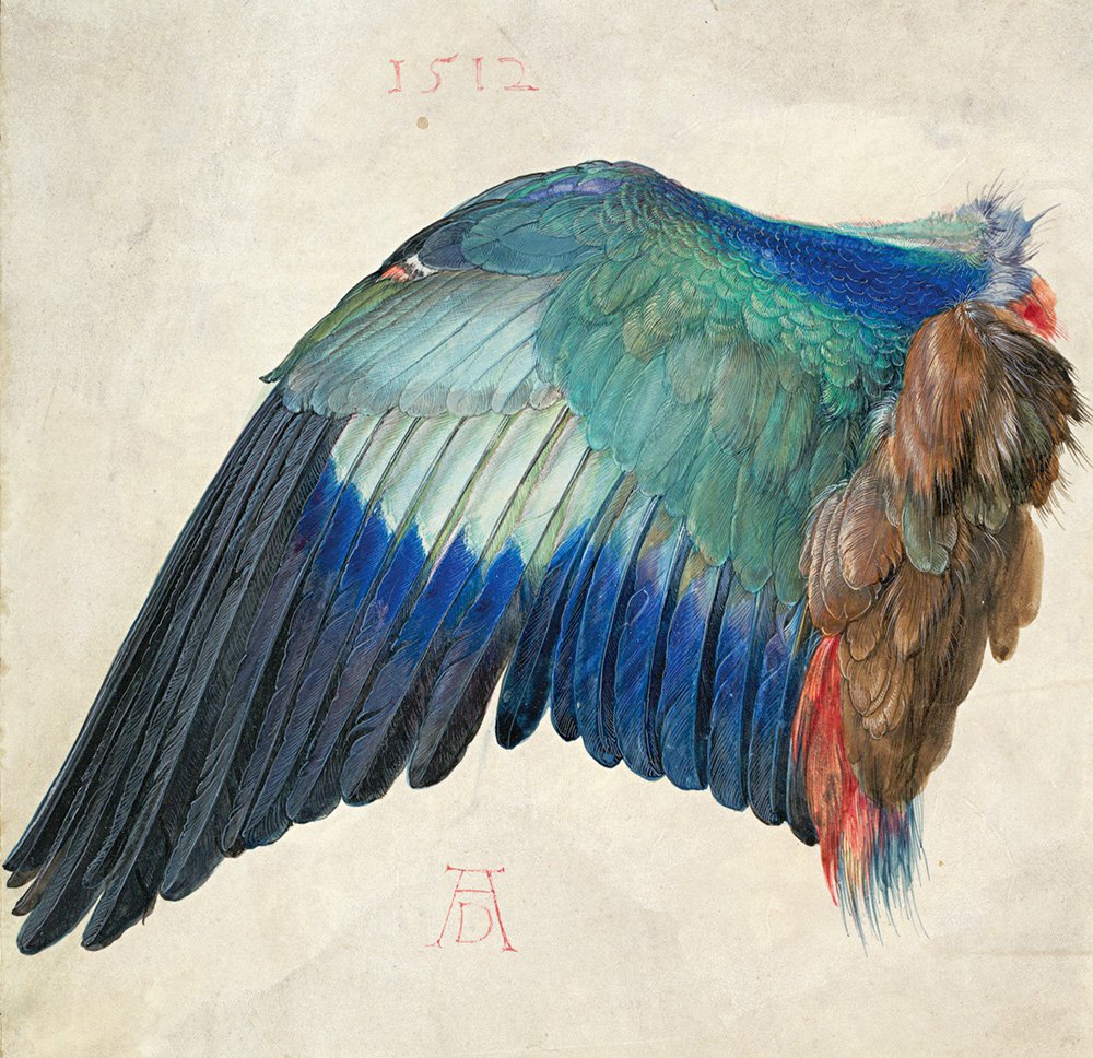 Альбрехт Дюрер. «Крыло синебрюхой сизоворонки». 1512. Фото: Albertina Wie