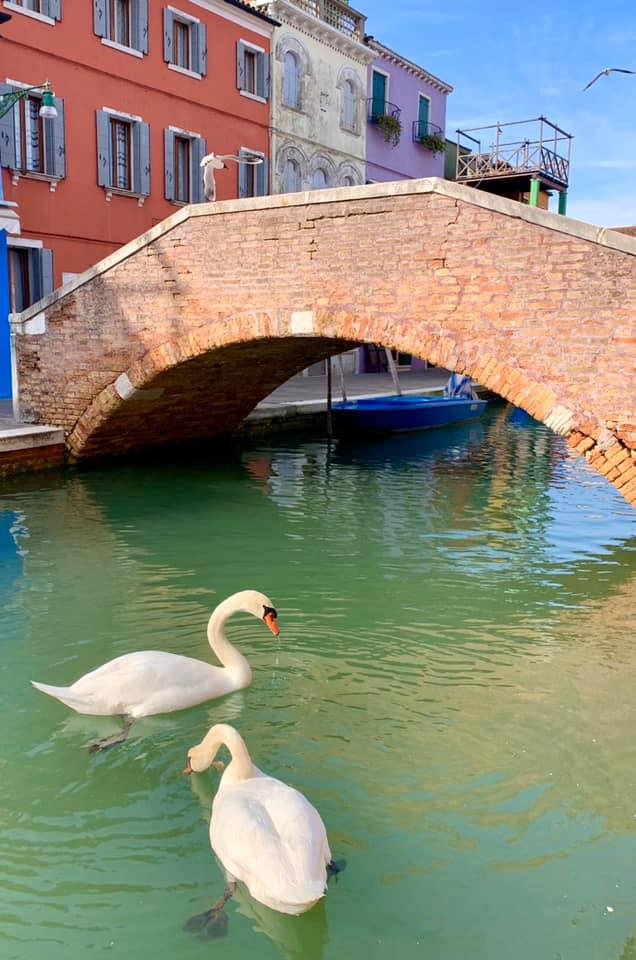 Лебеди вернулись в Венецию. Фото: Marco Contessa/Venezia Pulita