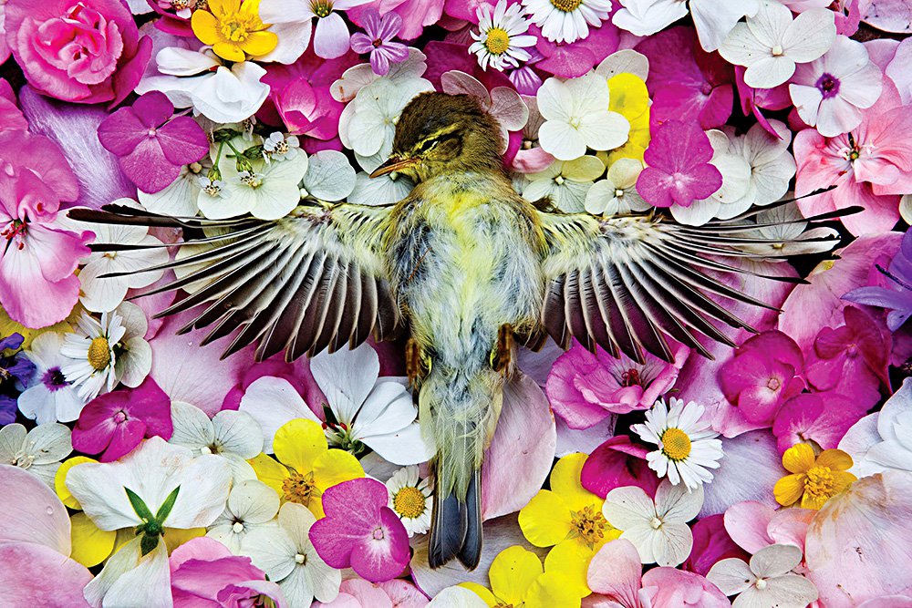 Мария Ионова-Грибина. «Птичка». Фотография из проекта Natura Morta. 2010-2013. Фото: Академия «Фотографика»