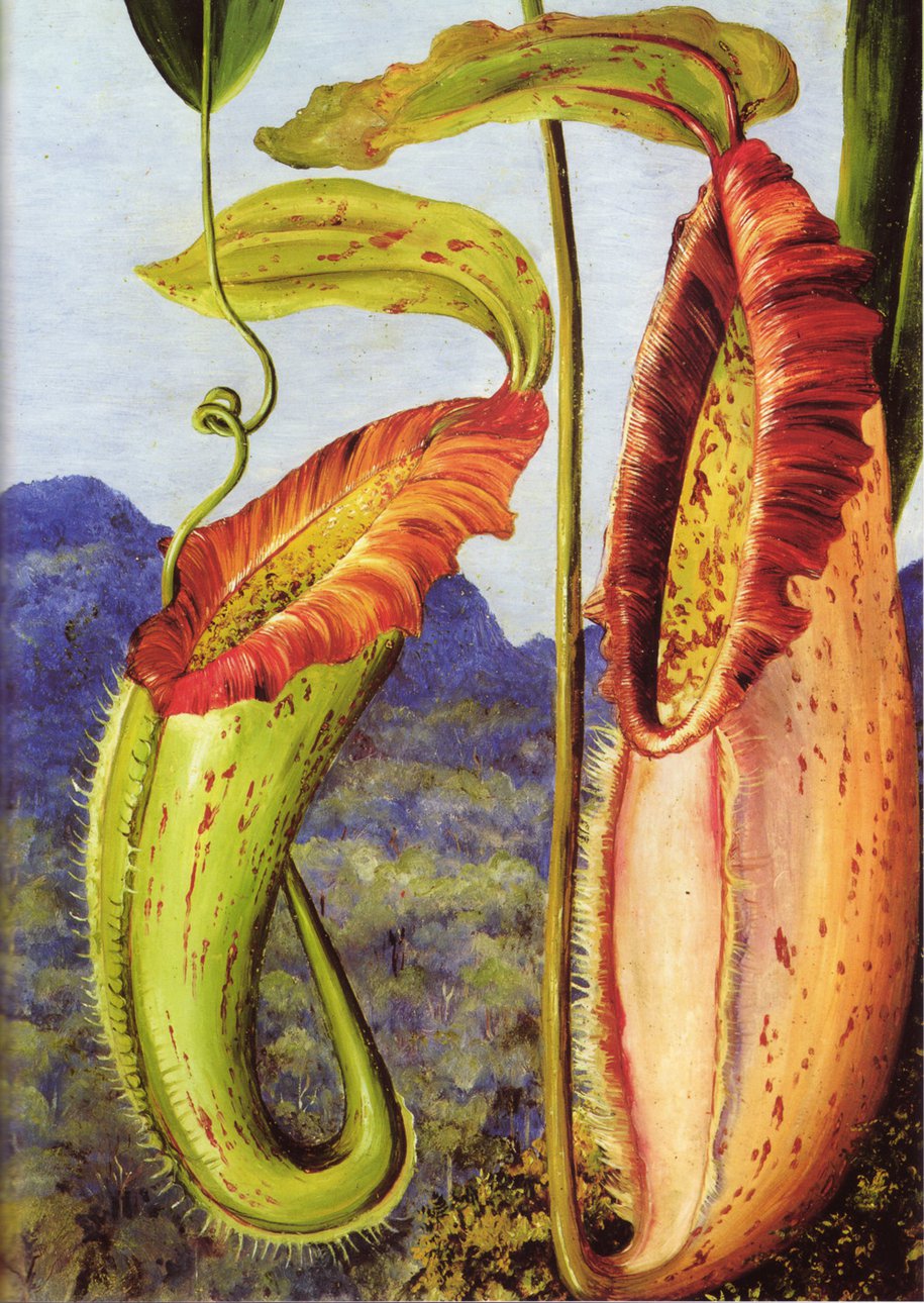 Марианна Норт. Nepenthes northiana. Phillips, A., A. Lamb & C.C. Lee Publishing 2008