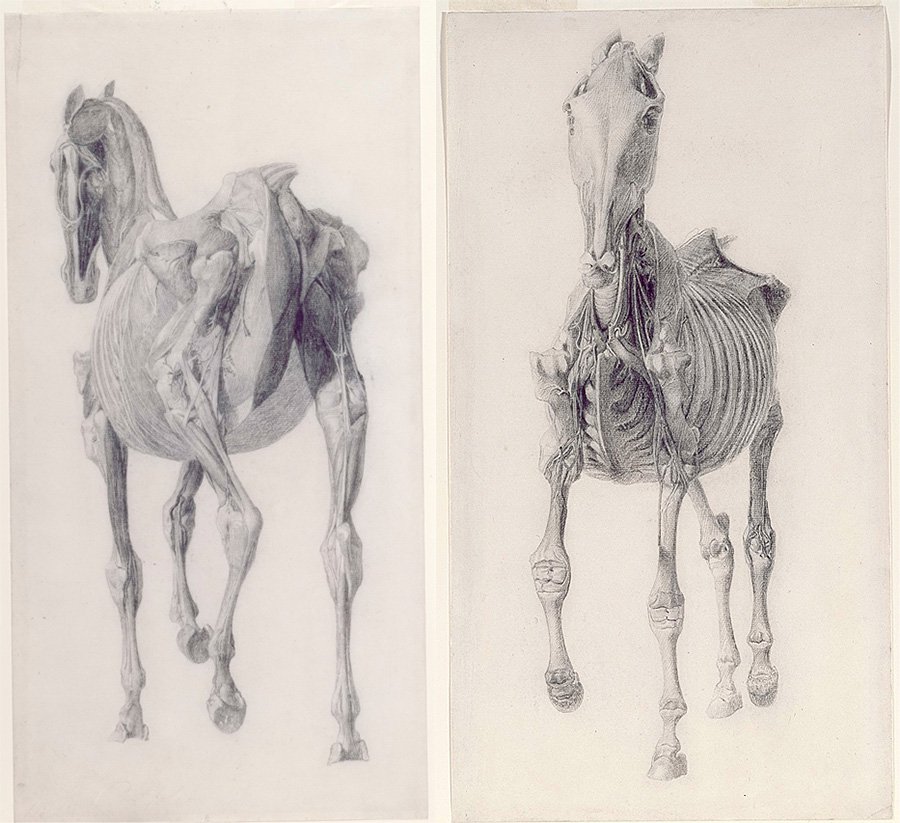 Джордж Стаббс. Подготовительные рисунки для Анатомических таблиц мышц лошади. 1756–1758. Фото: National Gallery, UK