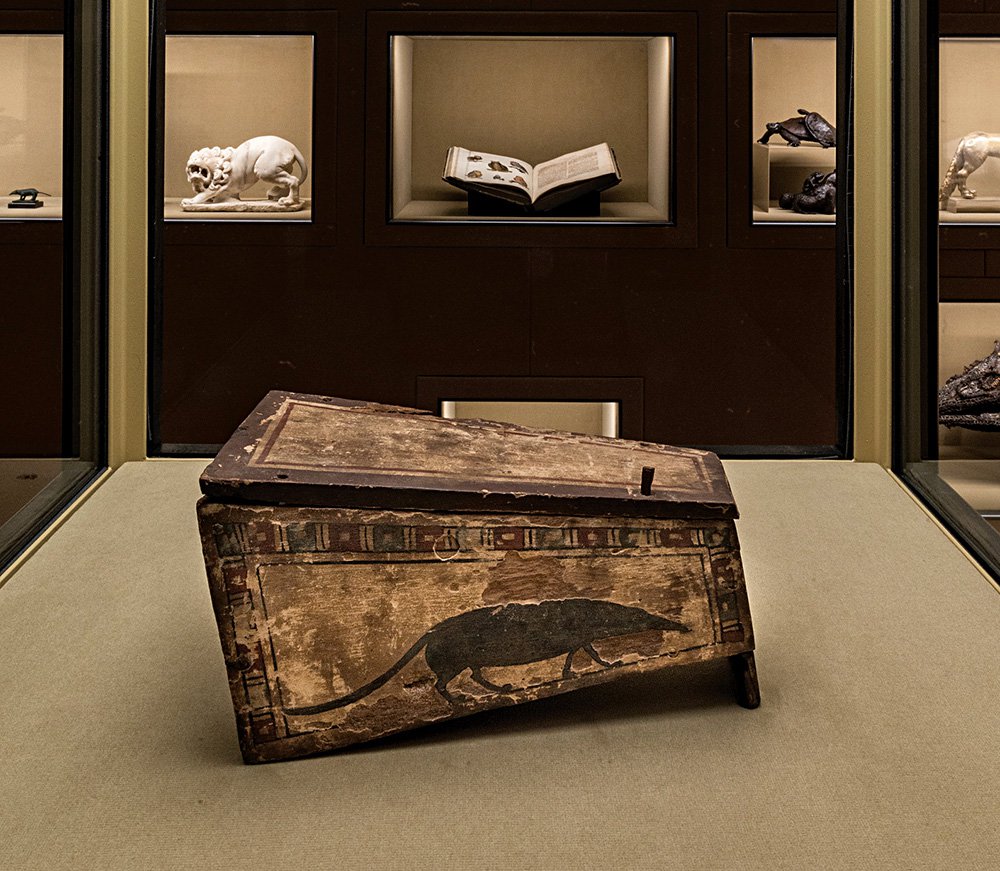Египетская мумия землеройки в гробу. IV в. до н.э. Фото: KHM-Museumsverband