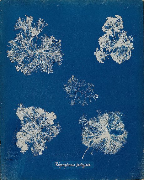 Анна Аткинс. «Водоросли Британии». 1845. Цианотипия. Фото: © Muséum national d’histoire naturelle (Paris) - Direction des Bibliothèques et de la documentatio