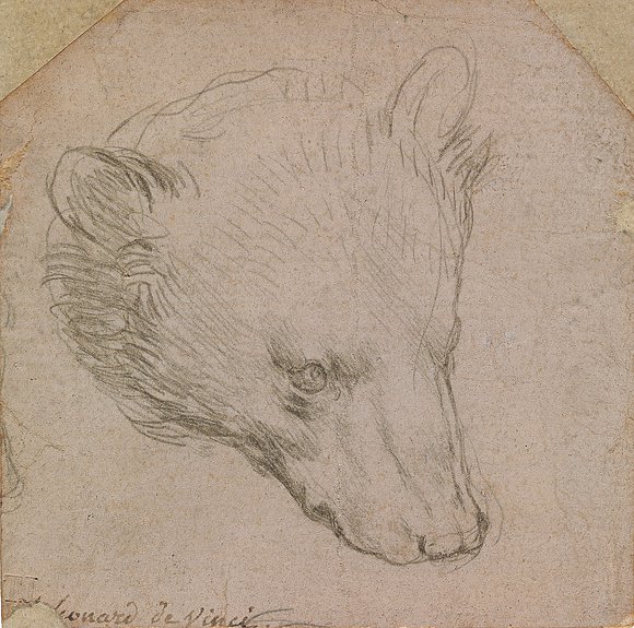 Леонардо да Винчи (1452–1519). «Этюд головы медведя». 1485. Фото: The Leiden Collectio