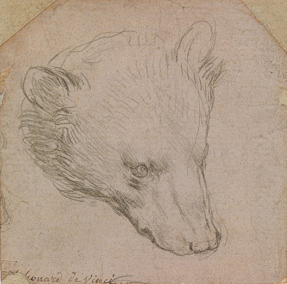 Леонардо да Винчи (1452–1519). «Этюд головы медведя». 1485. Фото: The Leiden Collectio