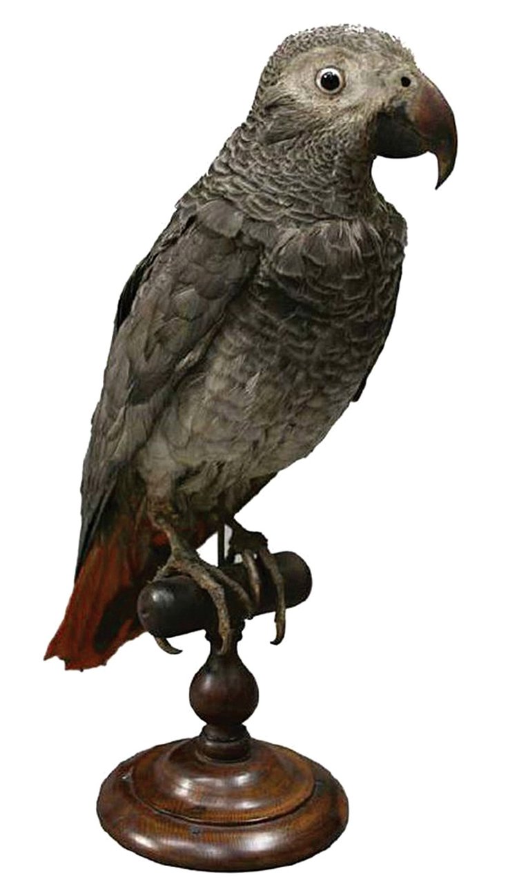 Раздел «Аббатство и национальная память». 300-летнее чучело попугая жако, принадлежавшего Фрэнсис Стюарт, герцогине Ричмонд и Леннокс. Фото: Eleanor Lovegrove