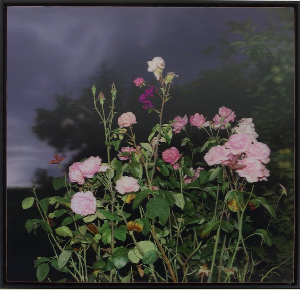 Захаров Александр. The Rose. 2014. Лентикулярная печать (стерео печать). 87,5х87,5 см. Courtesy RuArts Gallery