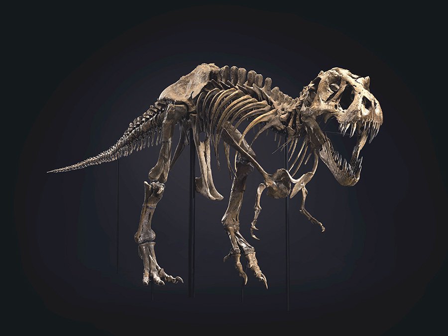 Скелет тираннозавра по имени Стэн. Фото: Christie’
