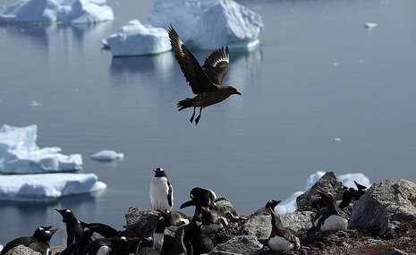Антарктическая биеннале не нанесет вреда белому континенту