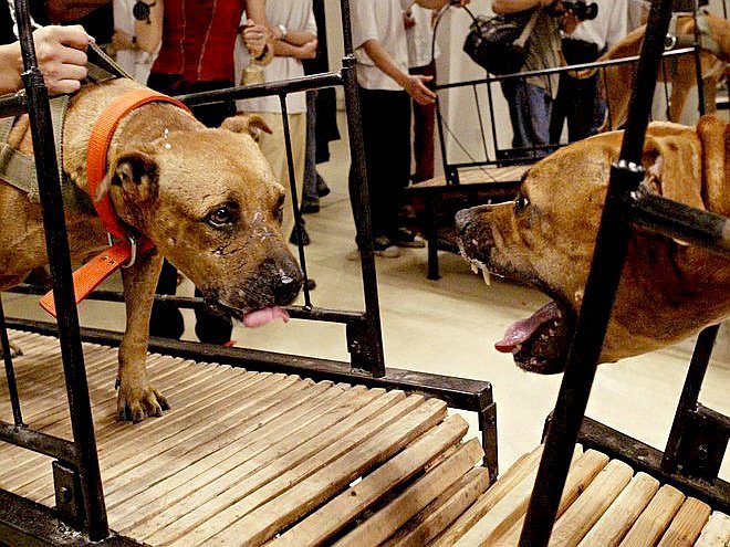 Пэн Юй и Сунь Юань. «Собаки, которые не могут коснуться друг друга». 2003. Фото: Courtesy of the artist