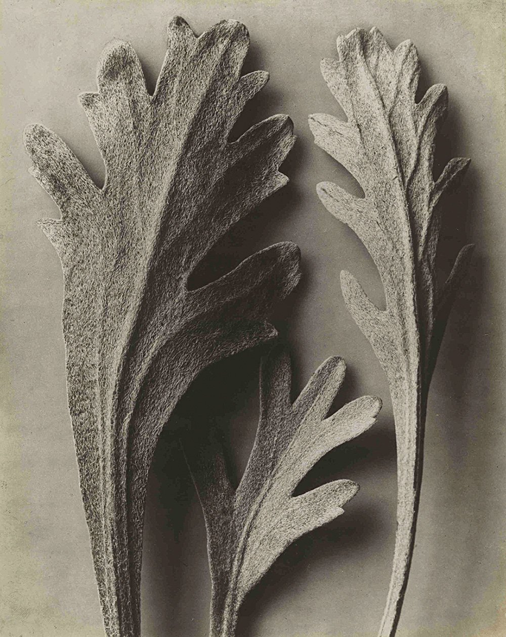 Карл Блоссфельдт. «Тысячелистник Клавенны» (Achillea clavennae). 1915-1925. Фото: Pinakothek der Moderne Munich