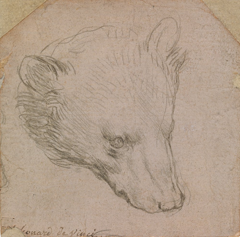 Леонардо да Винчи (1452–1519). Этюд головы медведя. 1485. Фото: The Leiden Collectio