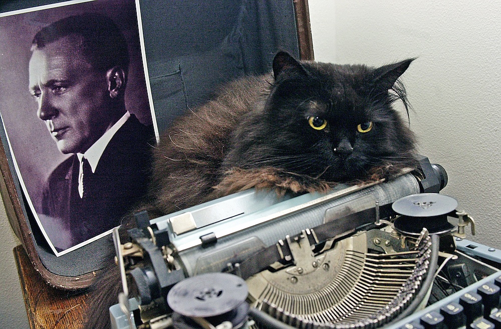 Кот из музея булгакова